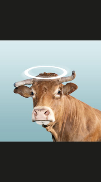 En Inde, toutes les vaches sont sacr&eacute;es
