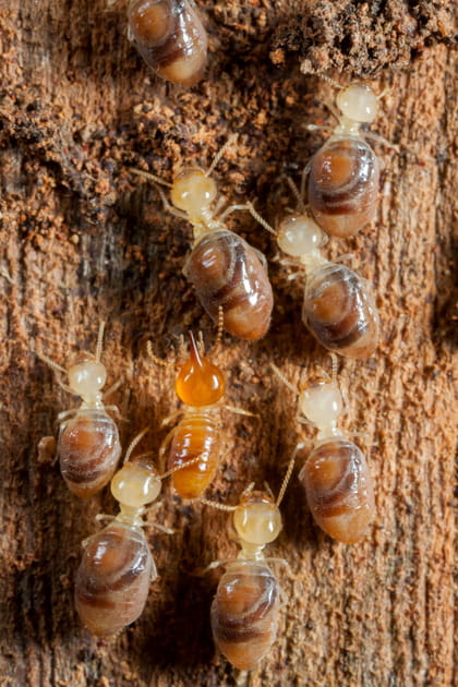Quels sont les diff&eacute;rents types de termites&nbsp;?