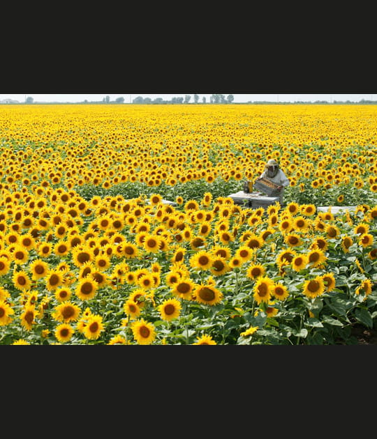 Indispensable pollinisation