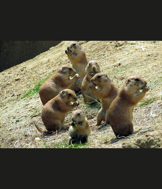 La r&eacute;union des chiens de prairie