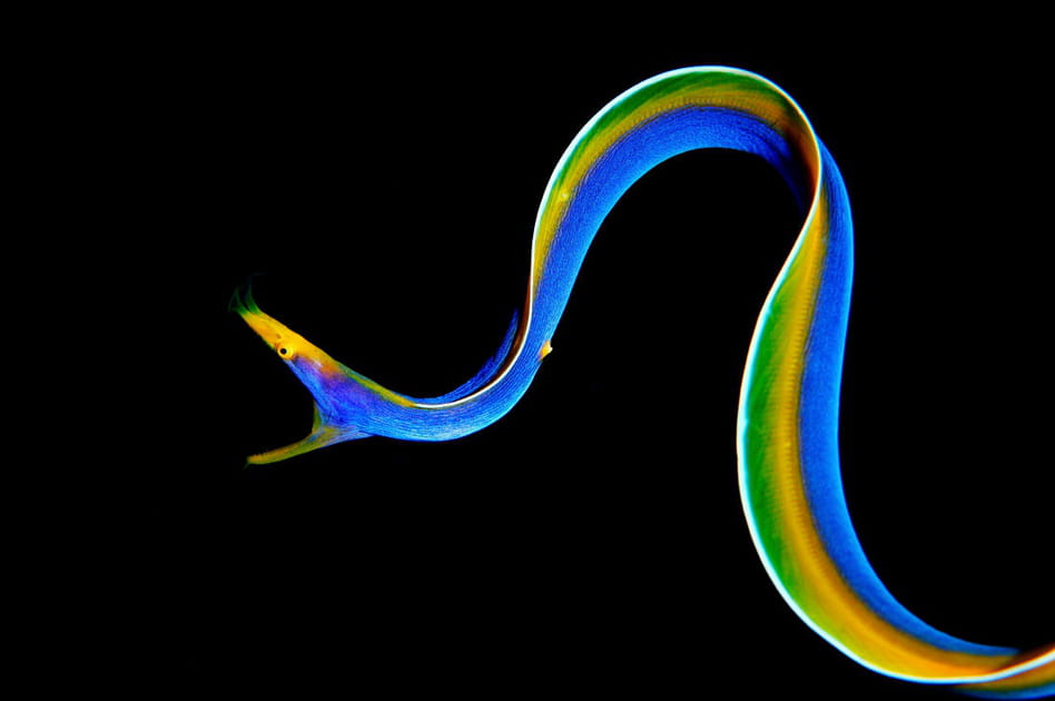 Anguille arc-en-ciel