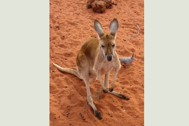 Rencontre avec un Kangourou