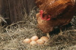 Qu'est-ce qui est le plus vieux, l'œuf ou la poule ? La science répond enfin