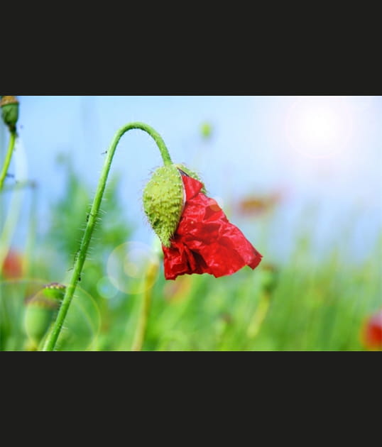 Eclosion de coquelicot