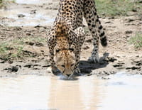 Le Serengeti, entre enfer et paradis