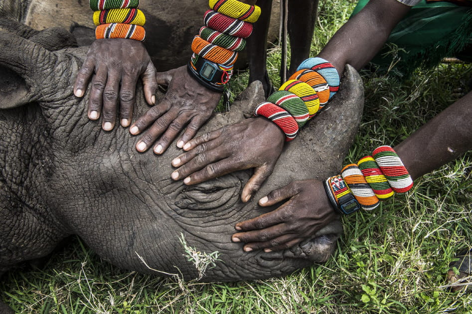 Rencontre avec un rhinoc&eacute;ros kenyan