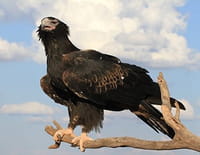 Monstres d'Australie : Tueurs au coeur de pierre