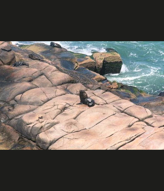 Lion de mer