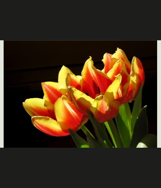 Tulipes dans le soleil