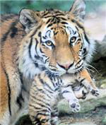tigre