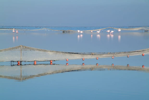Observer la faune de Camargue
