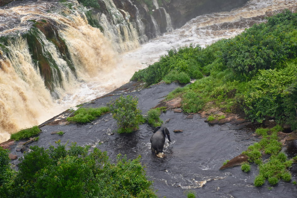 Le parc national de l'Ivindo (Gabon)