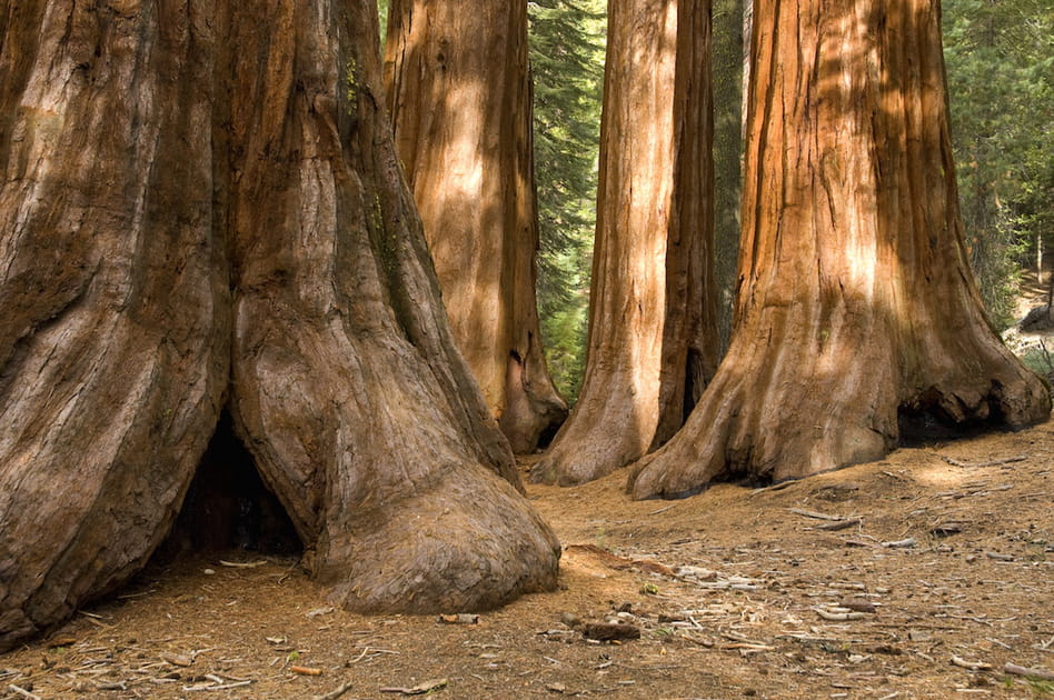Le parc national de Yosemite et ses sequoias g&eacute;ants