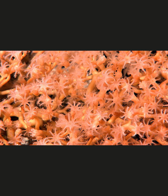 Des polypes tentaculaires