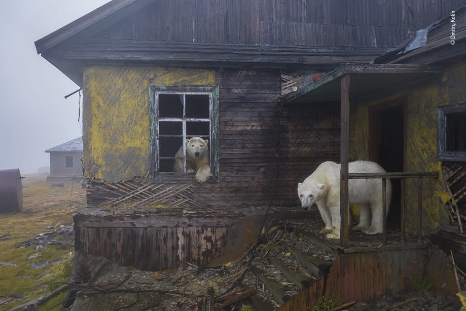 &quot;Maison des ours&quot; par Dmitry Kokh, Wildlife Photographer of the Year 2022