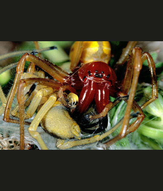 L'accouplement des araign&eacute;es