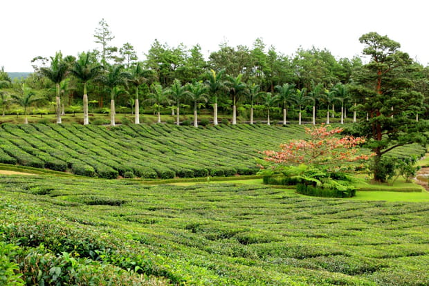 Bois Chéri, un goût de Sri Lanka