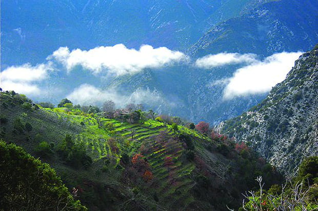 Le vert flamboyant de Reveston