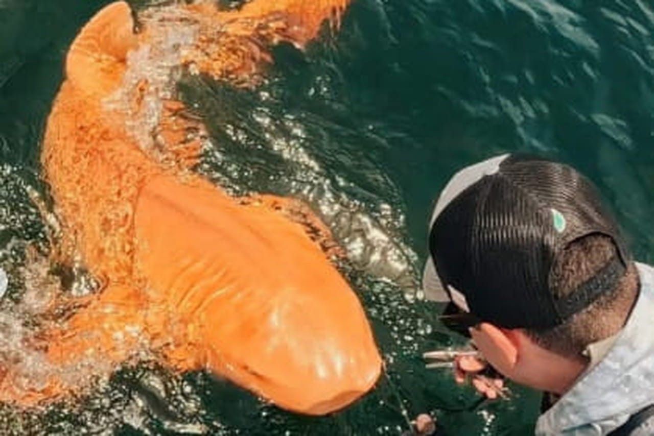 Des pêcheurs découvrent un requin orange vif, le premier du genre, dans les Caraïbes