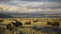 Au coeur des parcs nationaux d'Amérique : Yellowstone et Yosemite
