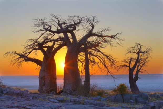 Kubu Island, paradis des baobabs