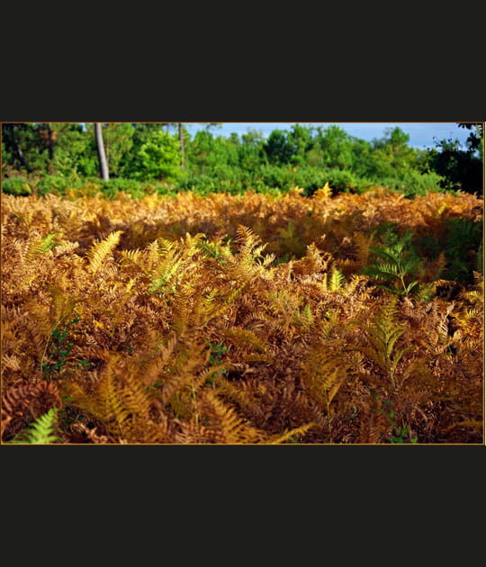 D&eacute;j&agrave; l'automne&nbsp;?