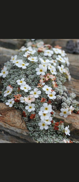 L'androsace cylindrique