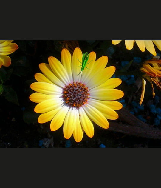 La belle et la b&ecirc;te