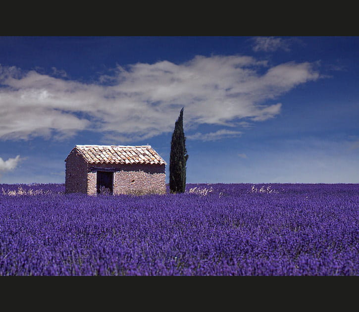 La lavande de Provence