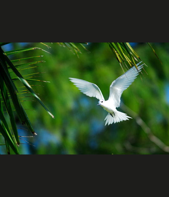 Voyage aux Seychelles en 20&nbsp;photos&nbsp;: Sterne Blanche
