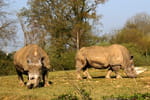 rhinoceros