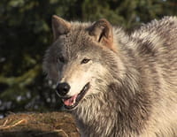 Anchorage, ville sauvage : Une faim de loups