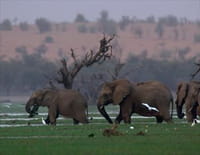 Migration sauvage : Elephants en détresse