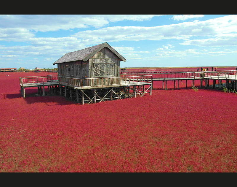 La plage rouge de Panjin, Chine