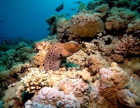 Arabie Saoudite, paradis marins