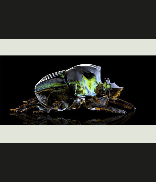 Diabroctis mirabilis