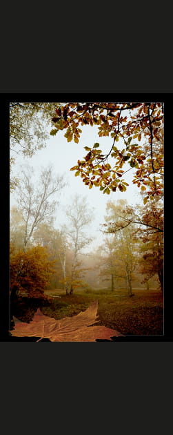Un matin de brouillard