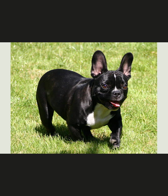 Brutus en pleine action