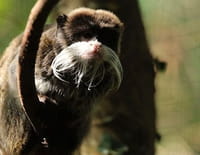 Zoo Nursery France : Au bal de la Boissière