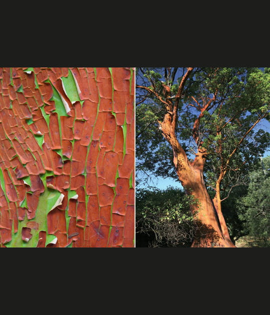L'arbousier de Gr&egrave;ce