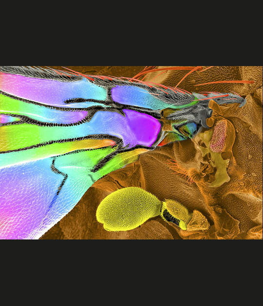 Un insecte qui a du poids