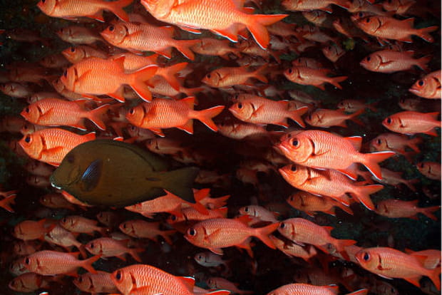 Des myripristis par milliers