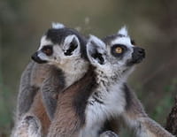 Zoo Nursery France : Apprentissage de la vie au Parc d'Auvergne