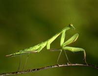 Monster Bug Wars !