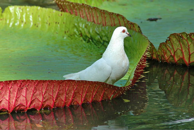 Au jardin botanique de Pamplemousses