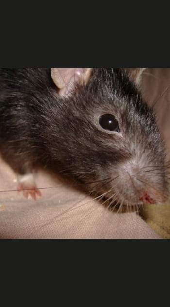 Les rats&nbsp;: un odorat hyper d&eacute;velopp&eacute;
