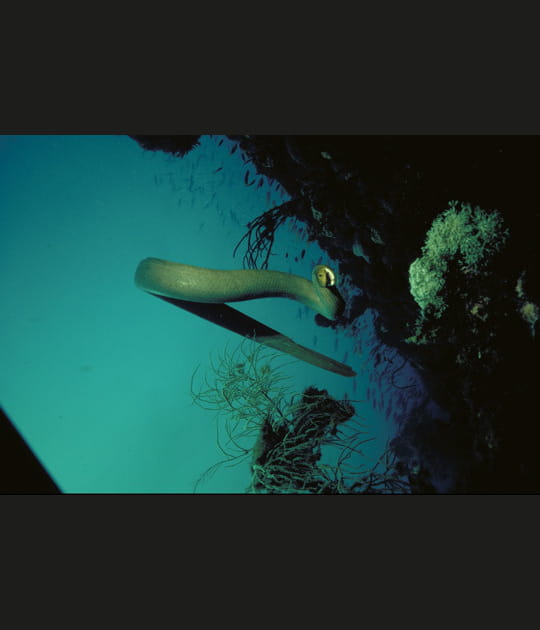 Le plus grand serpent de mer