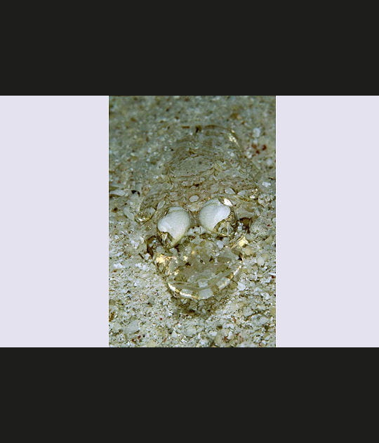 Tapis dans le sable...