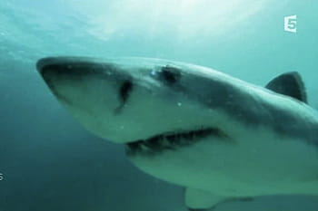 Bernard de la Villardière attaqué par un requin !