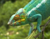 Madagascar : L'île aux merveilles